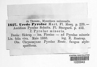 Pucciniastrum pyrolae image